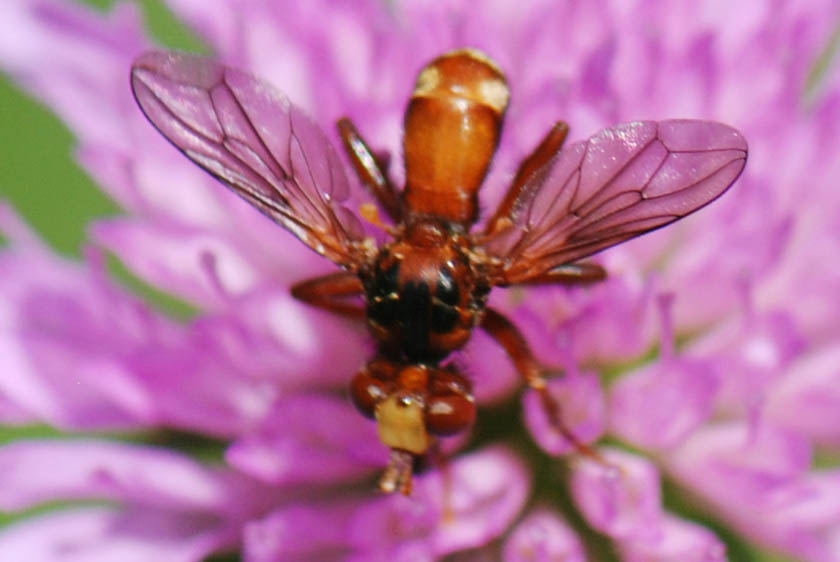 Sicus sp M (Conopidae)